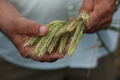 Минсельхоз подготовил планы по увеличению производства продукции АПК к 2030 году